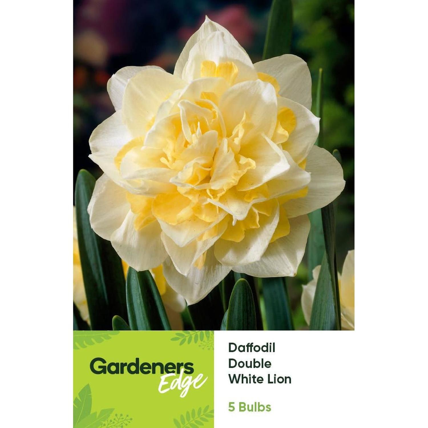 Daffodil White Lion 5 Pack