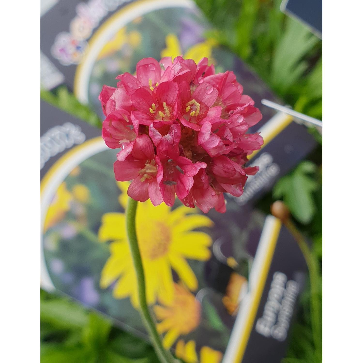 Armeria Turkish Delight