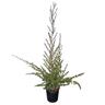 Leptospermum 'Tea Tree' Burgundy Queen 2L