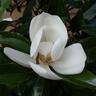 Magnolia Kay Parris