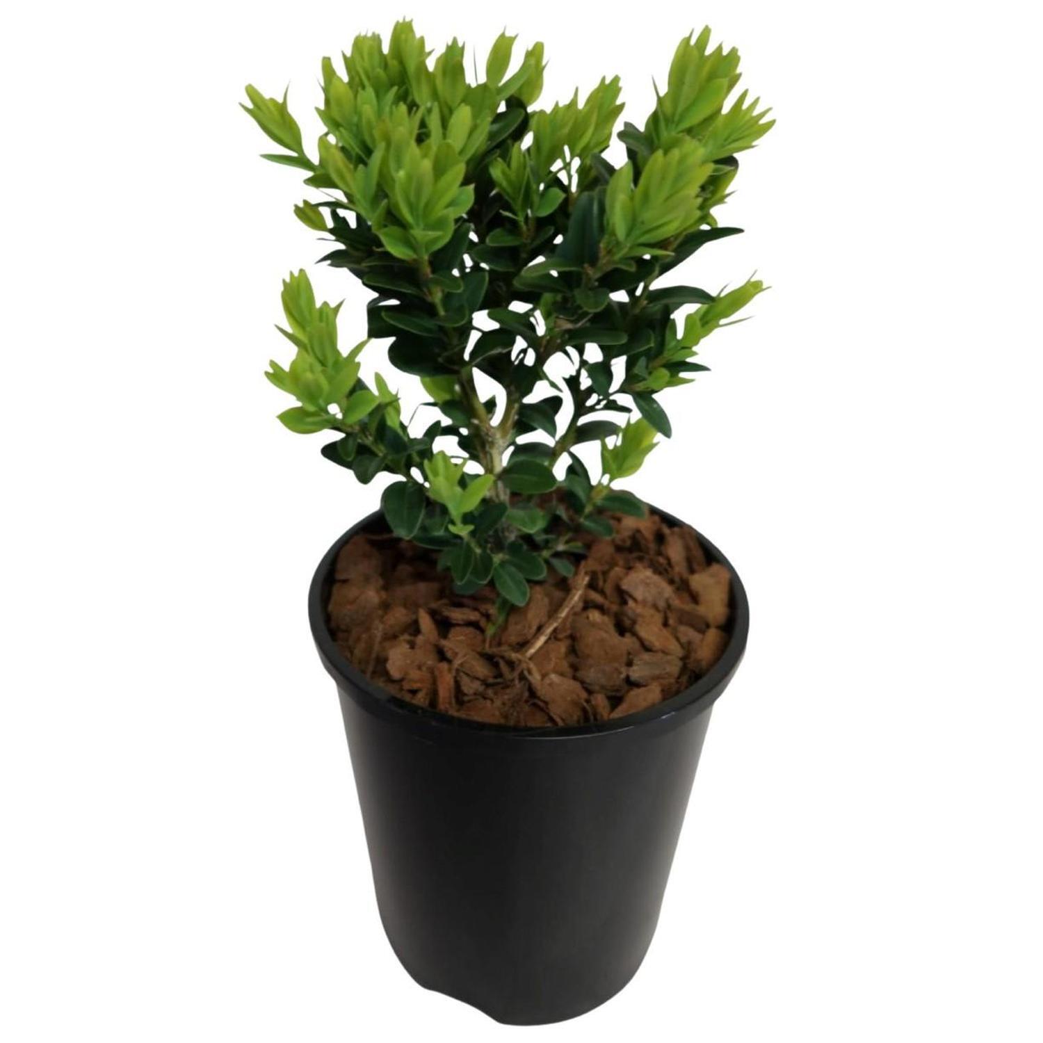 Buxus Supergreen 1.5L  Green