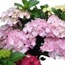 Hydrangea Pink Maiden