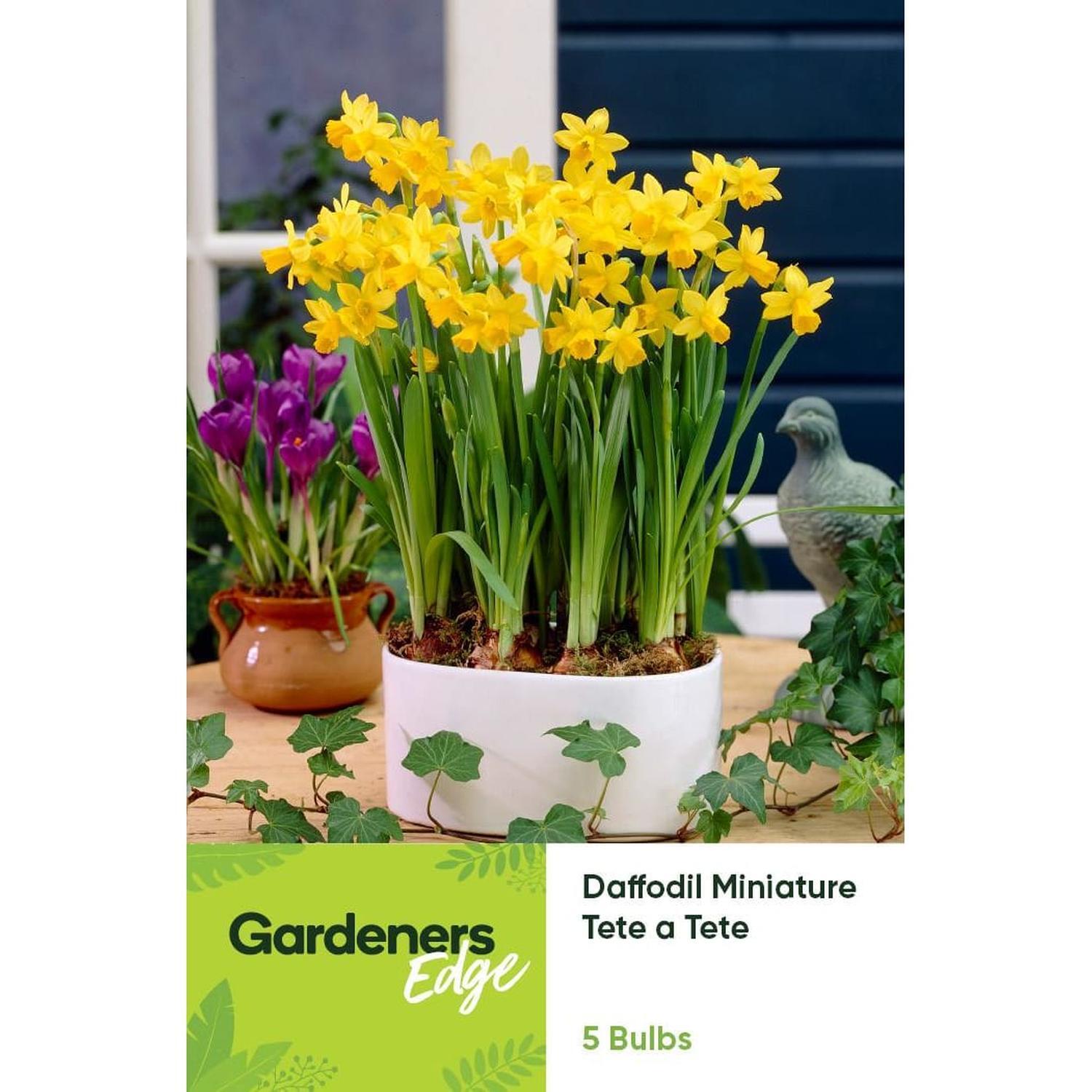 Daffodil Tete-A-Tete Selected 5 Pack
