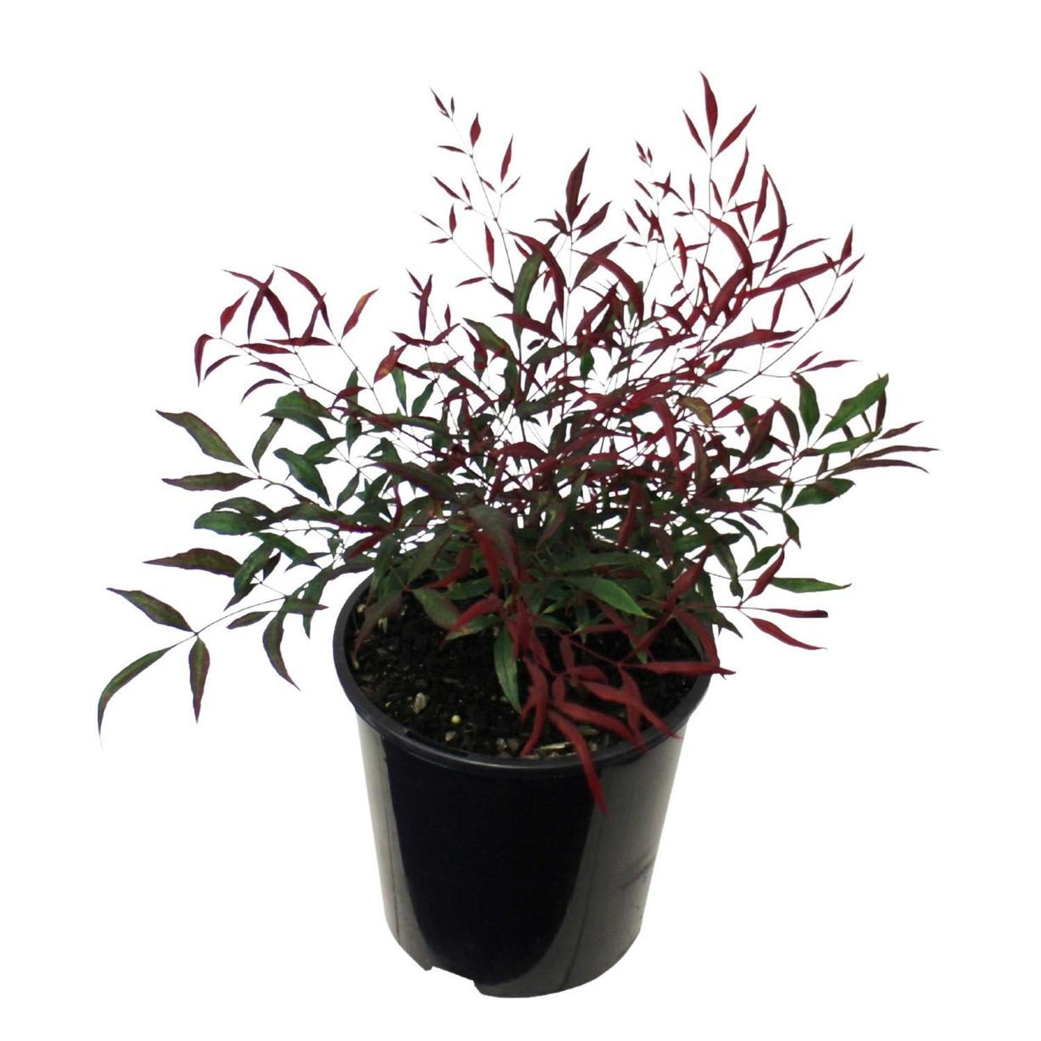Nandina Little Flick