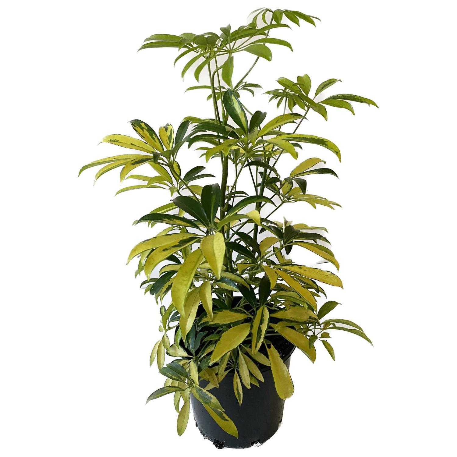 Schefflera Arboricola Variegated 20cm