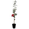 Camellia Japonica Holly Bright