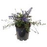 Ceanothus Blue Sapphire 3.3 litre
