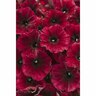 Petunia Black Cherry