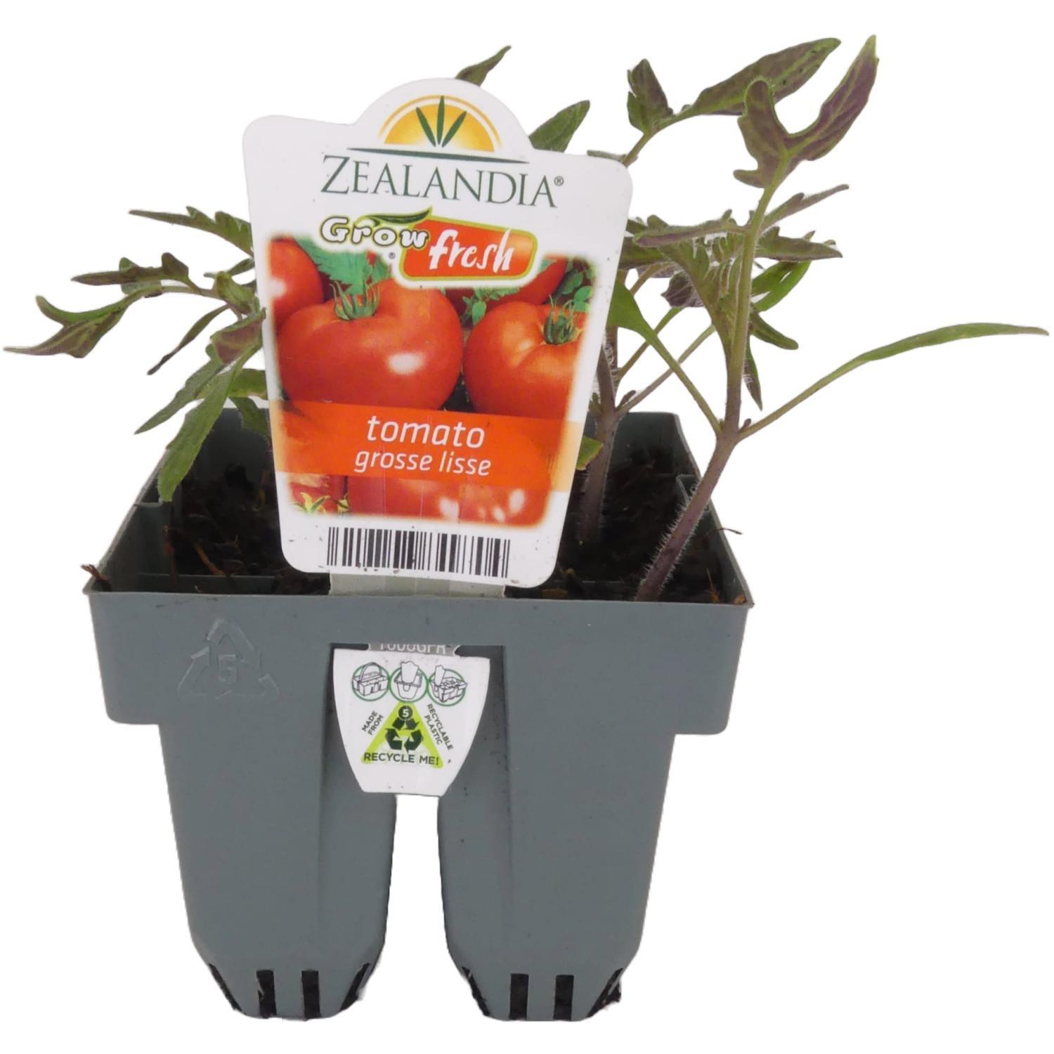Tomato Grosse Lisse