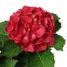 Hydrangea Paris
