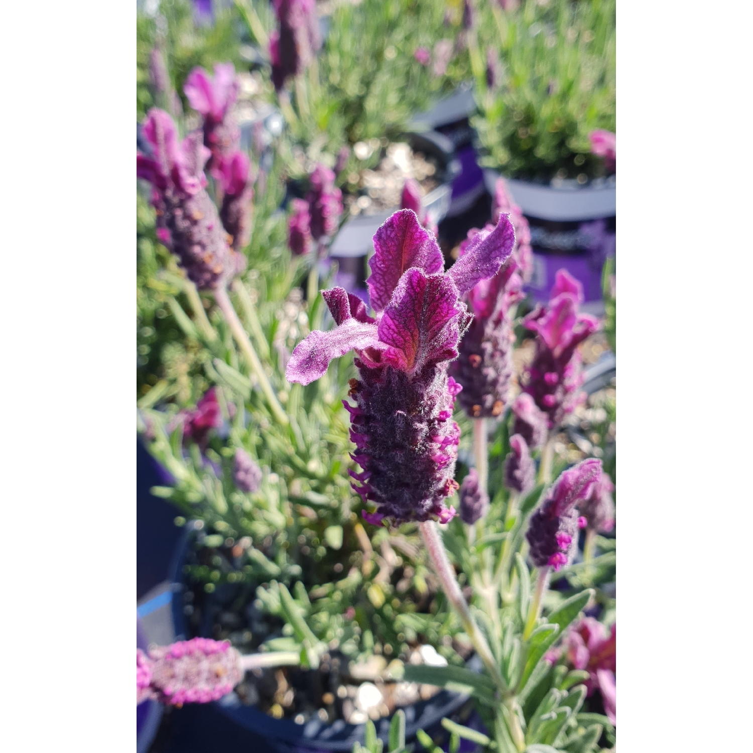 Lavender Wine