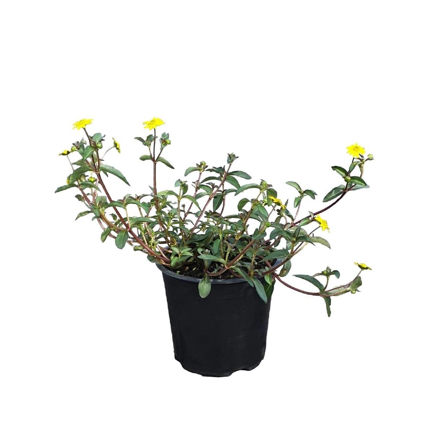 Sanvitalia Sundrops