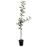 Apple Dwarf 'Sweetie' 4.7 litre