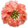 Verbena Peachy Keen