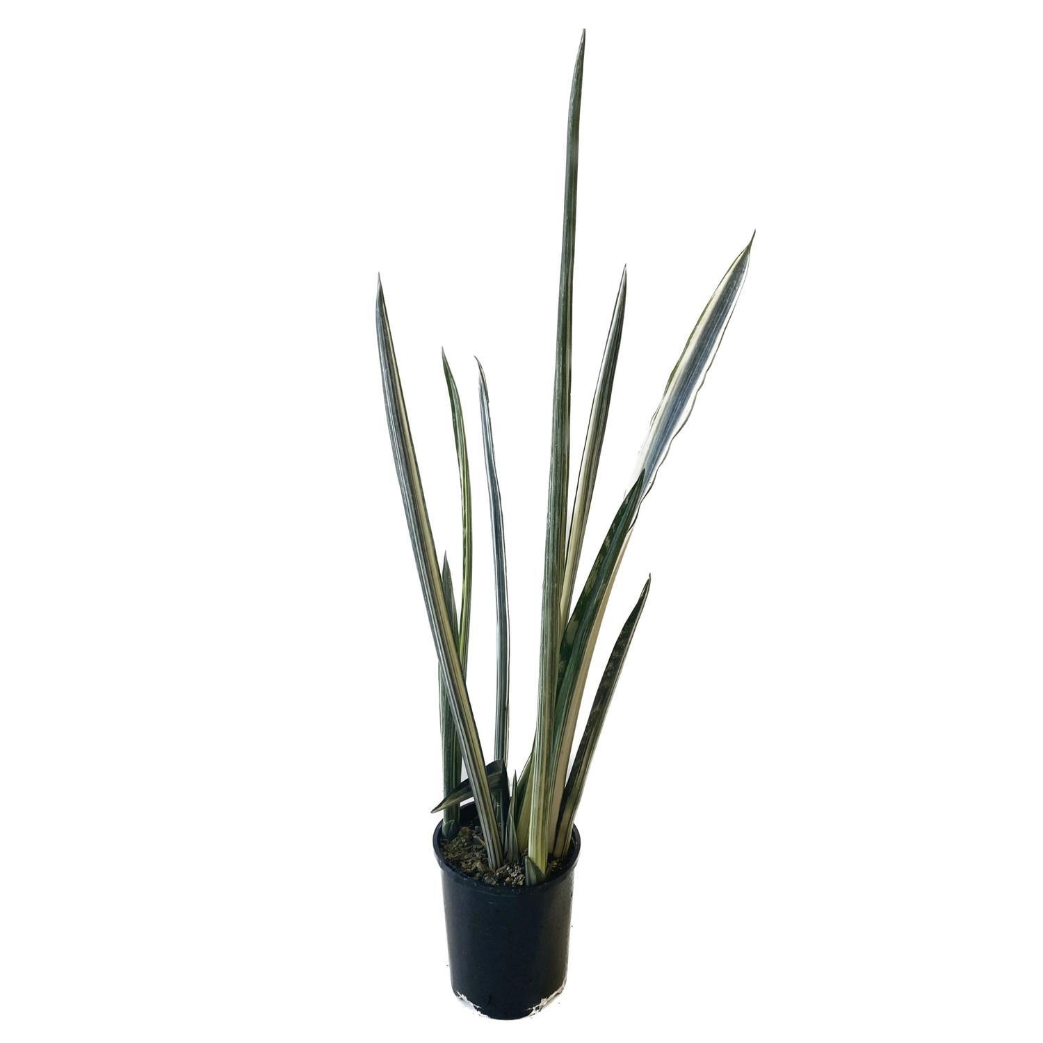 Sansevieria 'Snake Plant' Bantels Sensation  14cm