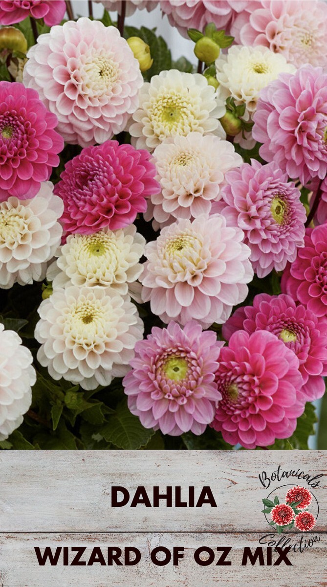 Dahlia Speciality Wizard of Oz Mix 3 Pack
