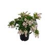Pieris Temple Bells