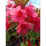 Rhododendron Winsome 6 litre