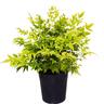 Nandina Magical Lemon Lime PVR