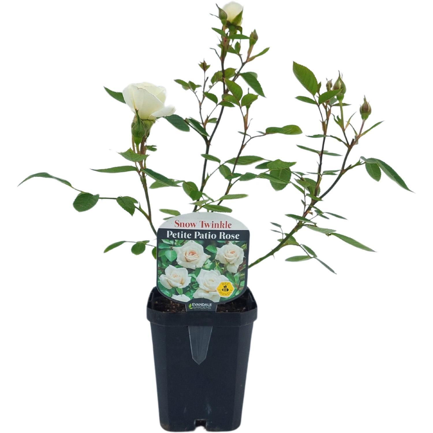 Patio Rose  Snow Twinkle