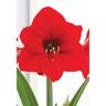 Amaryllis Hippeastrum Single 'Red Lion'
