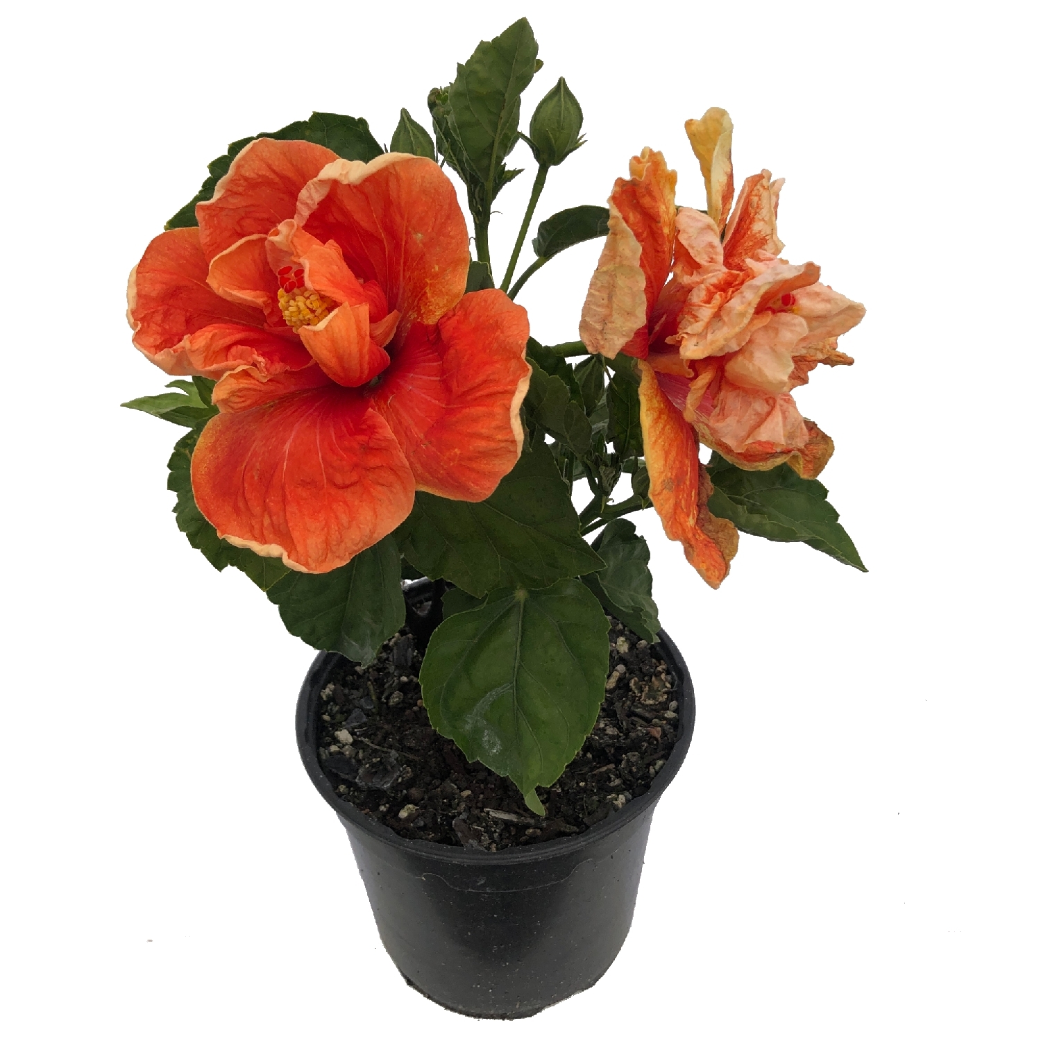 Hibiscus Jack