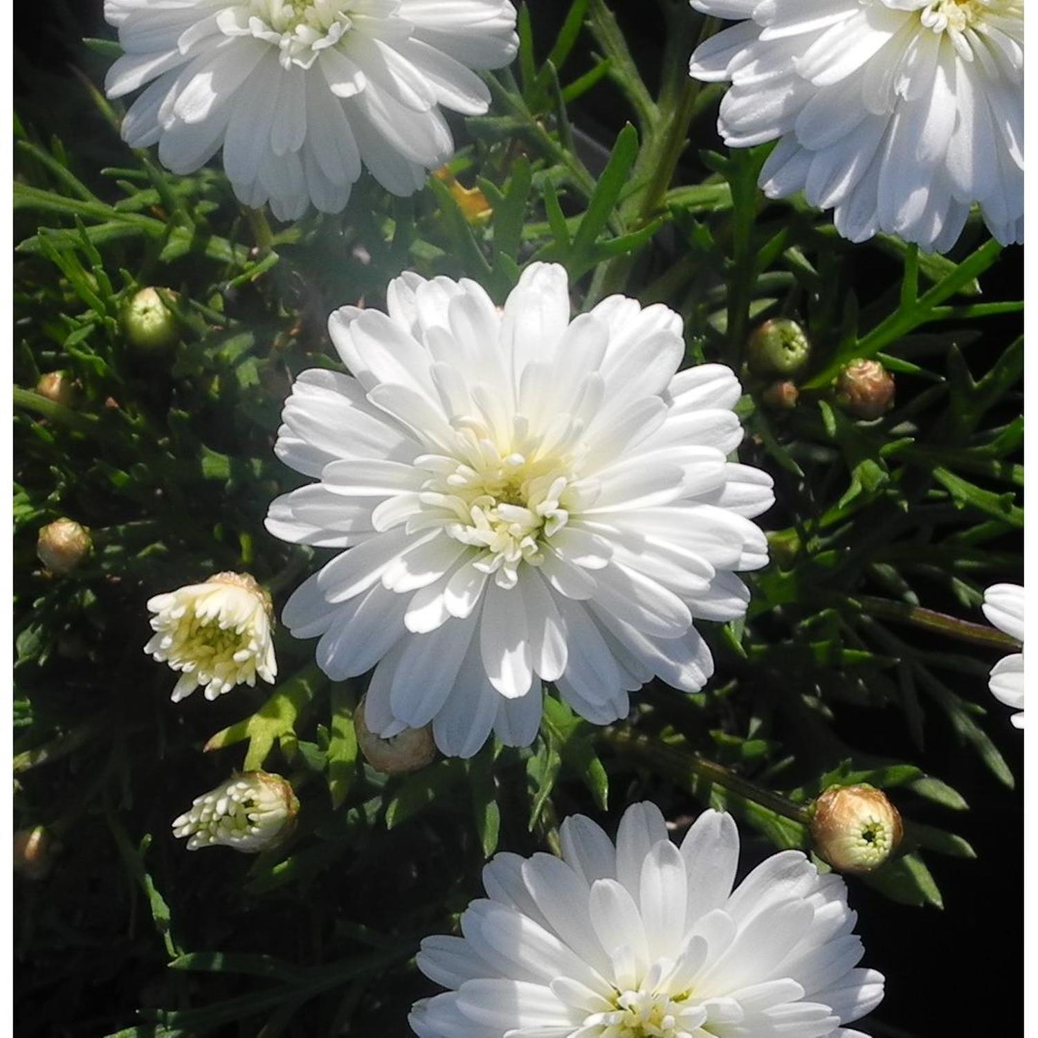 Federation Daisy Purity