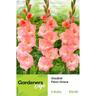 Gladioli Flevo Grace Pack of 5