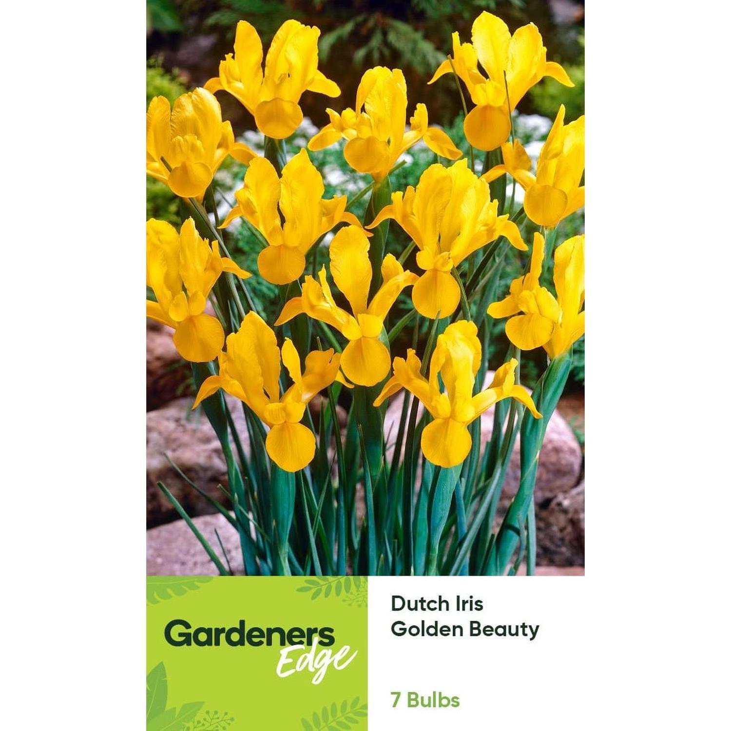 Dutch Iris Golden Beauty 7 pack