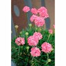 Armeria Dreamland