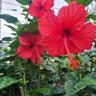 Hibiscus Psyche 3.3L