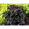 Heuchera 'Black Taffeta'