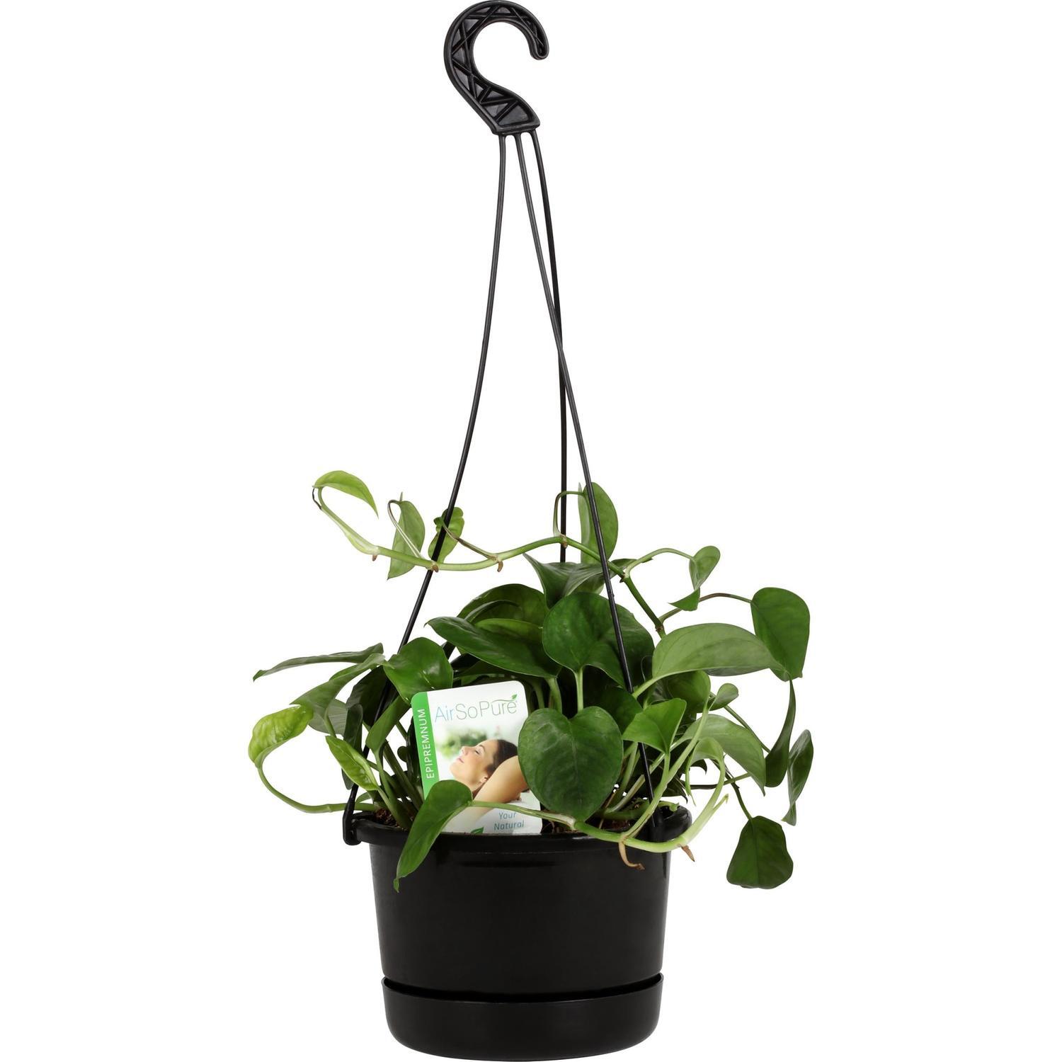 Epipremnum Jade