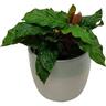 Indoor Foliage Selection in Frida Ceramic Pot