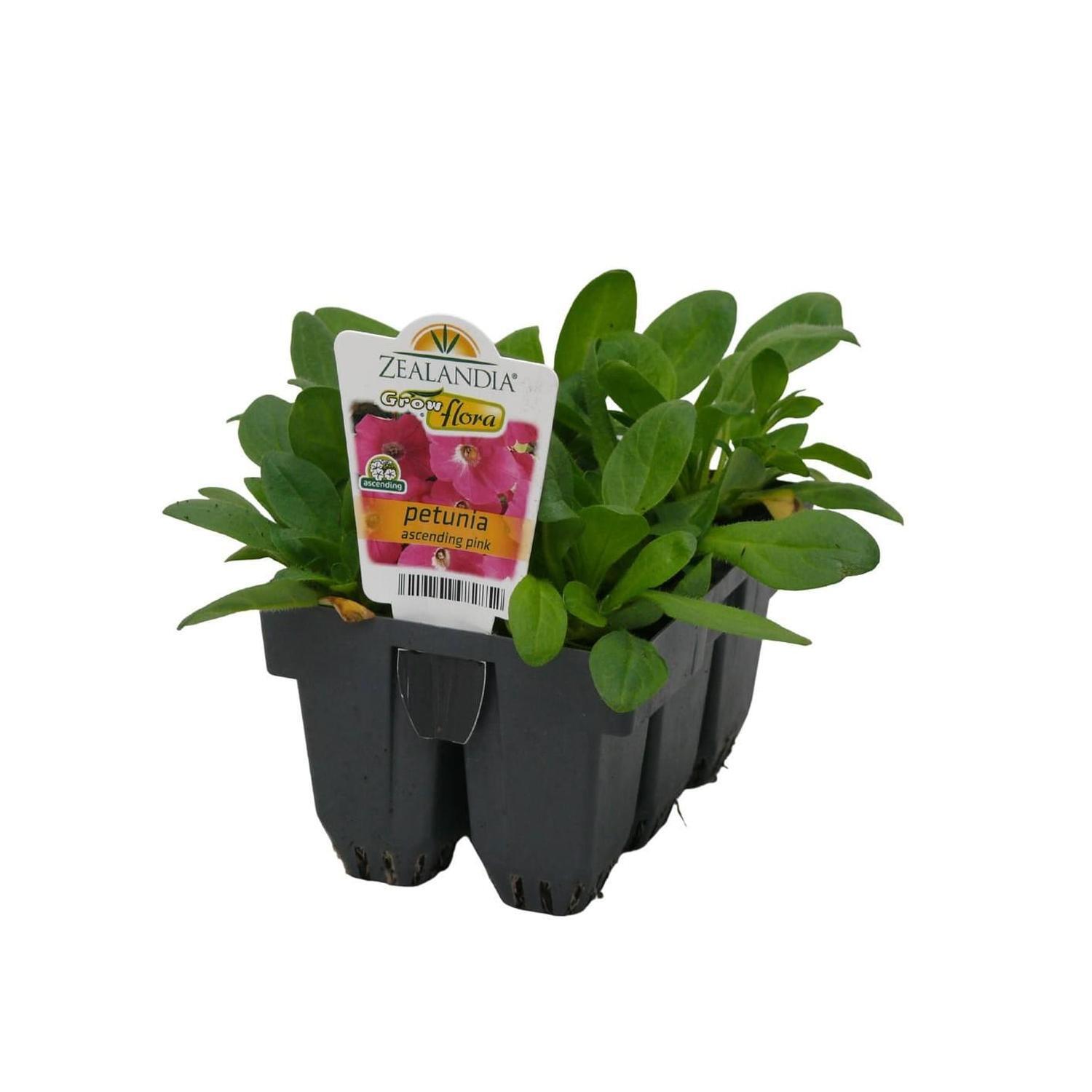 Petunia Ascending