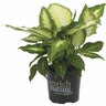 Dieffenbachia