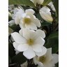 Magnolia Fairy Cream