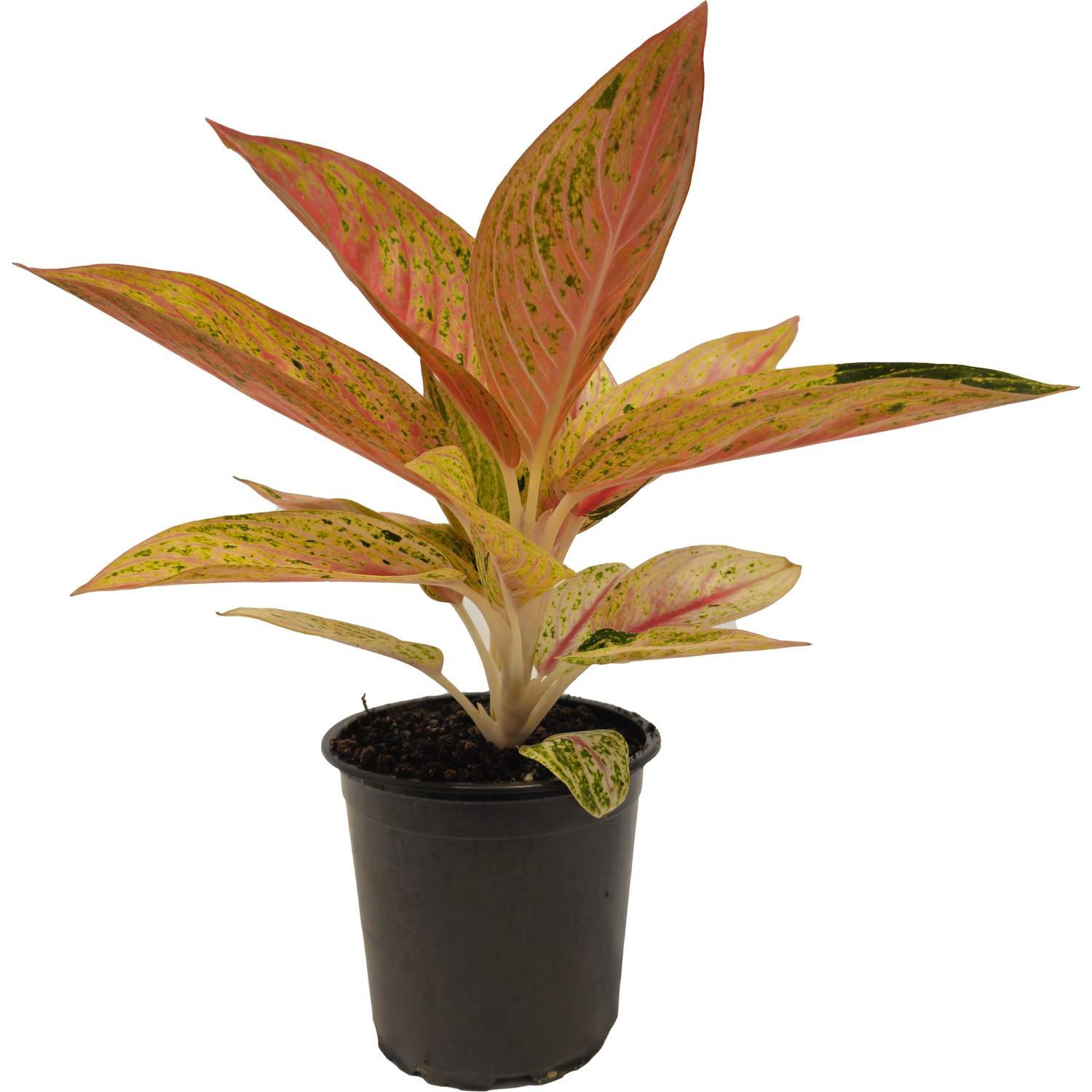 Aglaonema Golden Star 12cm