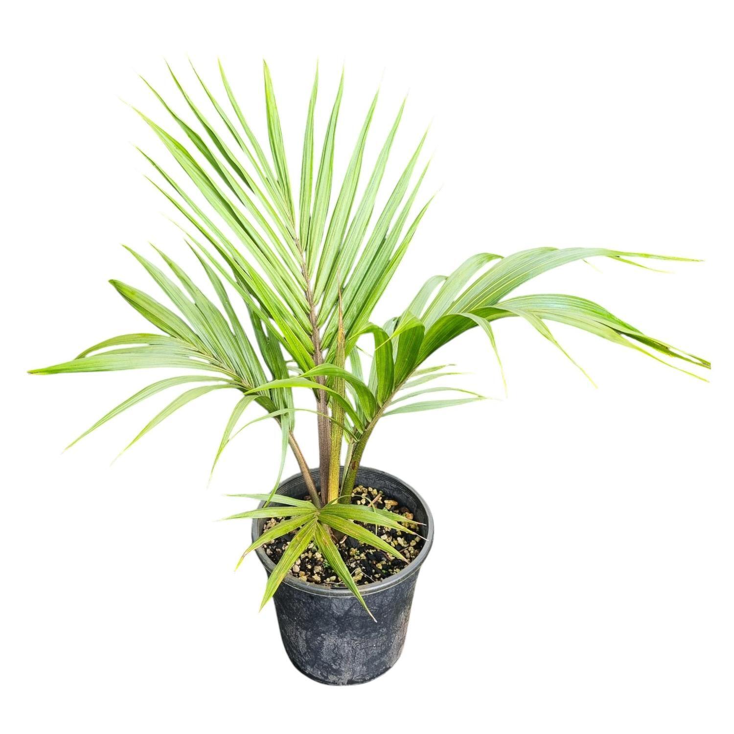 Rhopalostylis Sapida 'Nikau' 4L