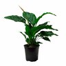 Spathiphyllum 'Peace Lily' 17cm