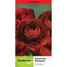 Ranunculus Mahogany