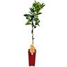 Dwarf Mandarin Encore 2 Litre