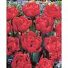 Tulip Double 'Red Princess'