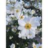 Anemone 'Snow Queen' 2.5 litre White
