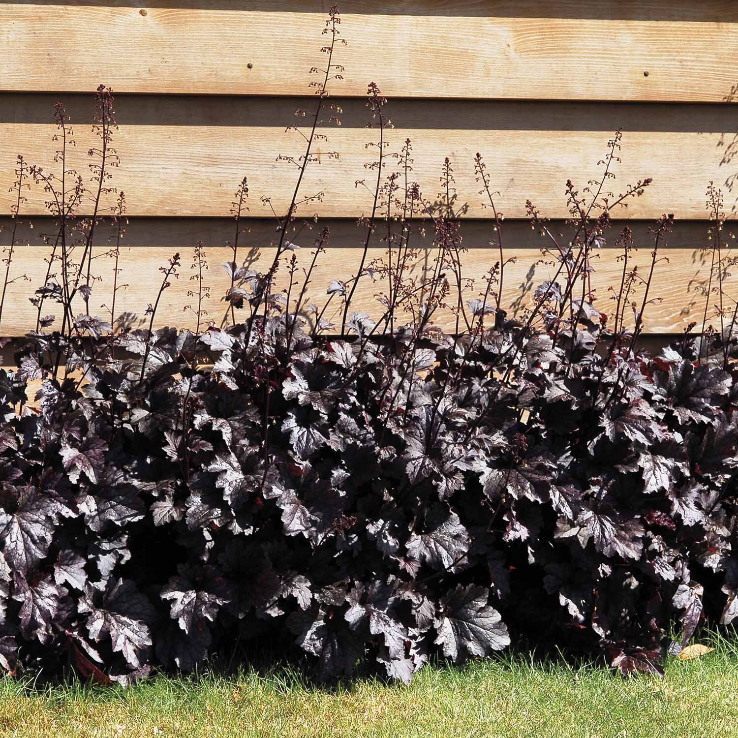 Heuchera Black Taffeta