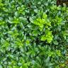 Pittosporum Irish Luck 4L