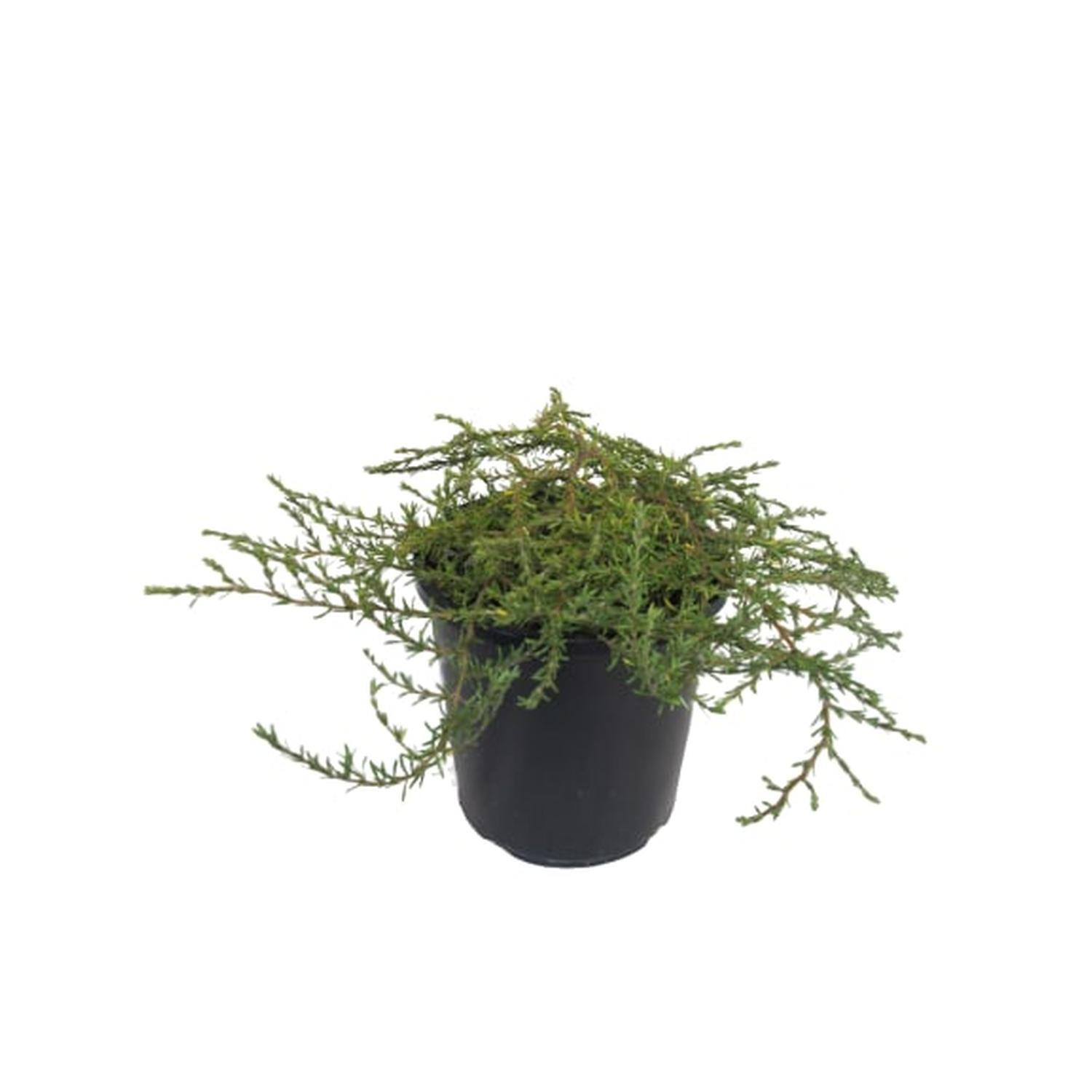 Coprosma Hawera