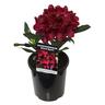Rhododendron 'Black Sport'