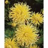 Dahlia Cactus 'Yellow Star '