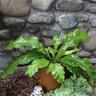 Asplenium Antiquum